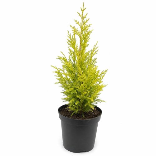Кипарисовик нутканский Ауреа Chamaecyparis nootkatensis Aurea с3