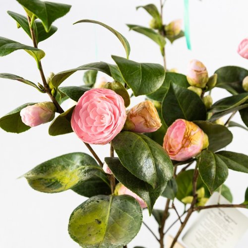 Камелия японская с5/7 40/60 Camelia japonica (И)