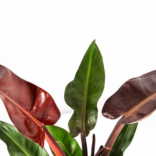 Филодендрон Philodendron Sun Red 50/17 (Н)