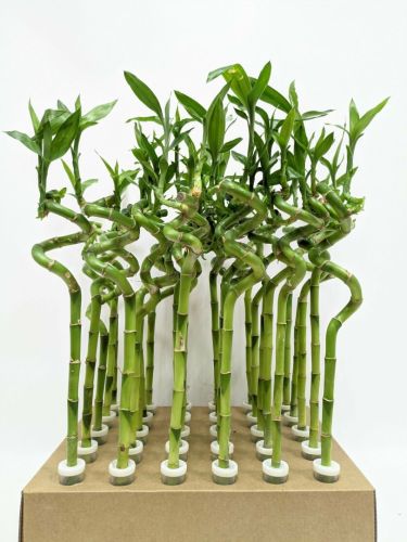 Драцена Сандера Лаки Бамбук Lucky Bamboo Stem Spiral 30cm In Tube Vase Colormi 30/6 (Н)