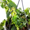 Эсхинантус Мона Лиза Aeschynanthus Mona Lisa 45/15