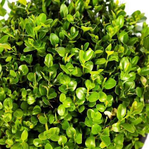 Самшит мелколистный ШАР с7/10 30/40 Buxus microphylla Faulkner PALLA (И)