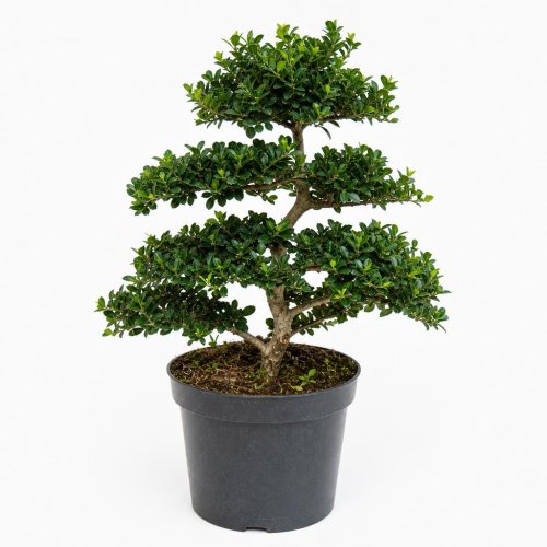 Падуб городчатый БОНСАЙ Декор. кашпо с50 100/125 Ilex crenata Kinme BONSAI (И)
