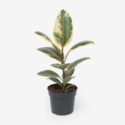 Фикус каучуконосный Белиз Ficus elastica Belize с1 35-40см