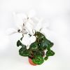 Цикламен Halios Cyclamen Halios midi р11