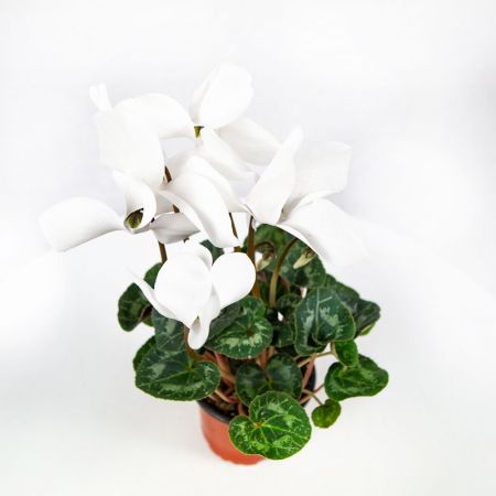 Цикламен Halios Cyclamen Halios midi р11