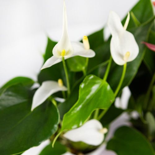 Антуриум Андре Лилли Anthurium andraeanum Lilli White 3+ 30/9 (Н)