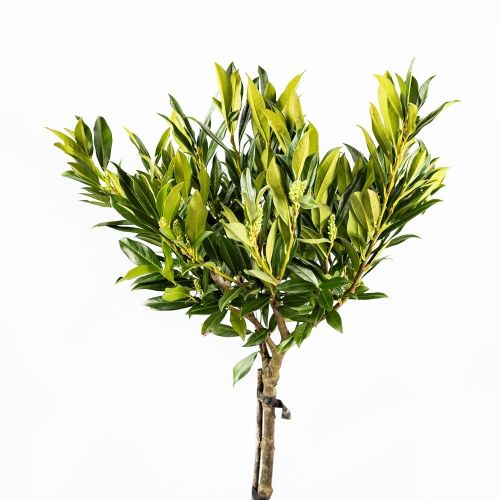 Лавровишня лекарственная Otto Luyken 1/2 ШТАМБ с20 d40/45 h100/120 Prunus laurocerasus 1/2 Fusto (И)