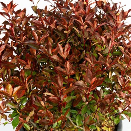 Фотиния Фразера ШАР 50/60 чаша с50 Photinia Frazeri Little Red Robin Nana PALLA (И)