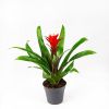 Гузмания Хоуп Guzmania Hope 45/13 (Н)