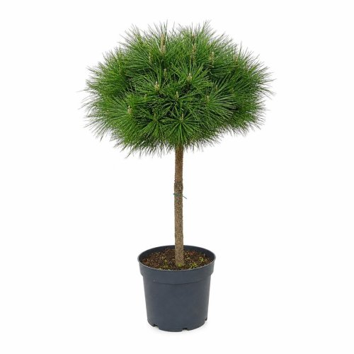 Сосна черная 1/2 ШТАМБ 80/110 Pinus nigra Bambino 1/2 Fusto (И)