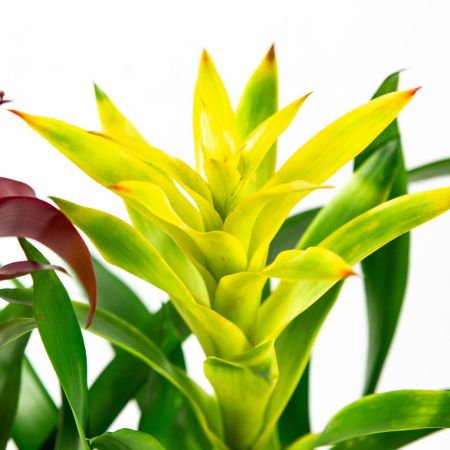 Бромелия микс Bromelia mix 40/12 (Н)