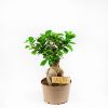 Фикус гинсенг Ficus ginseng 45/19 (Н)