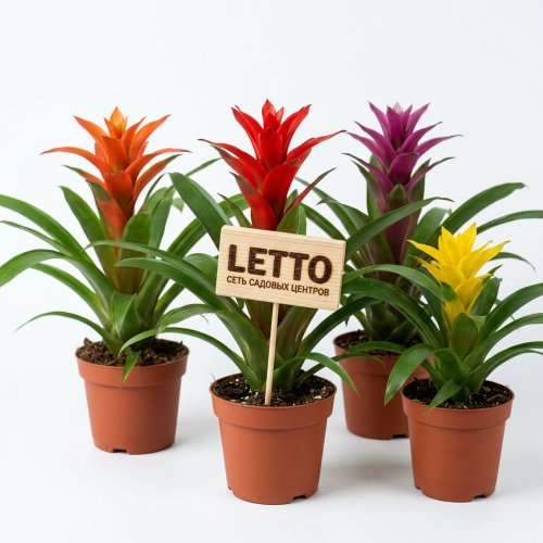 Гузмания микс Guzmania mix 40/9