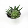 Суккулент ТРИО микс Succulenten trio mix р12