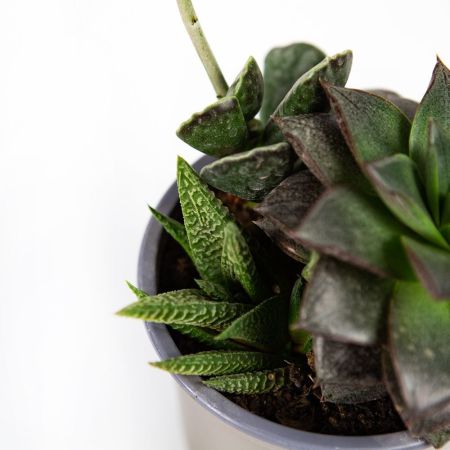 Суккулент ТРИО микс Succulenten mix trio р12