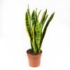 Сансевиерия Лауренти  Sansevieria Laurentii 17/21 (Н)