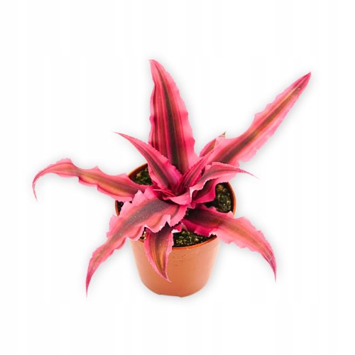 Криптантус Рубин Стар Cryptanthus Rubin Star 15/9