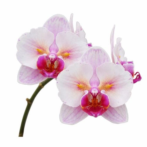 Фаленопсис Phalaenopsis PF 5017 (И68)