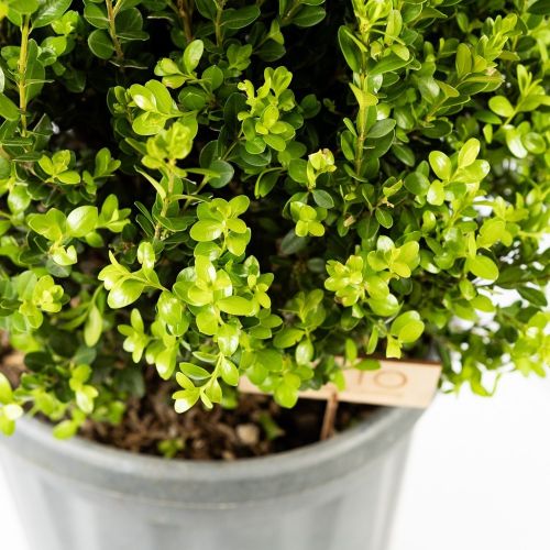 Самшит мелколистный ШАР с18 d40/50 Buxus microphylla Faulkner PALLA (И)