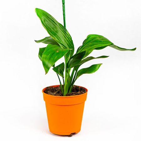 Стрелиция Strelitzia With Fake Flower 40/12 (Н)