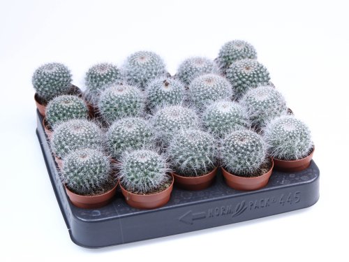 Маммиллярия Cactus Mammillaria Hahniana 8/5,5 (Н)