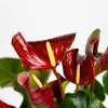 Антуриум Андре Адиос Динамит Anthurium andraeanum Adios Dynamite 60/17