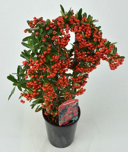 Пираканта Navaho с18 Pyracantha