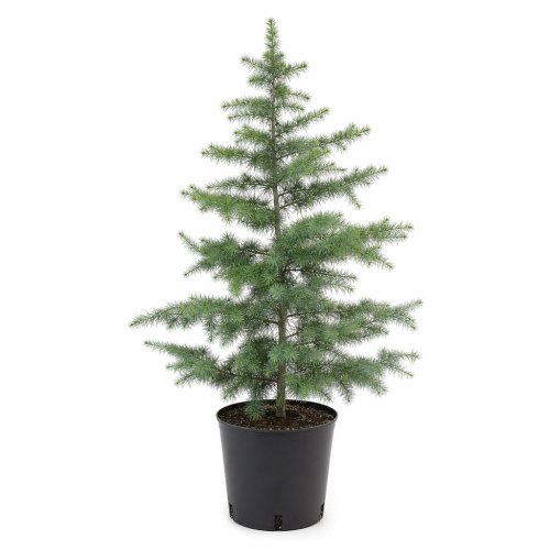 Кедр ливанский Cedrus Libani Sargenti с25 (И)