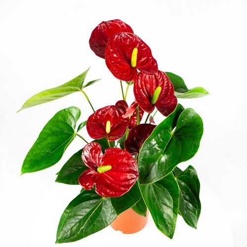 Антуриум Андре Алоха Ред Anthurium andraeanum Aloha Red 55/17