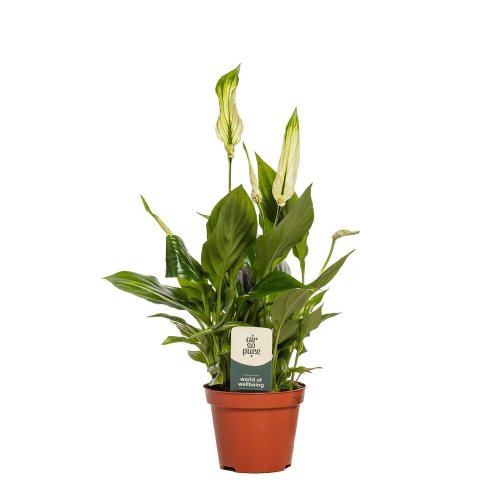Спатифиллум микс Spathiphyllum mix d15см