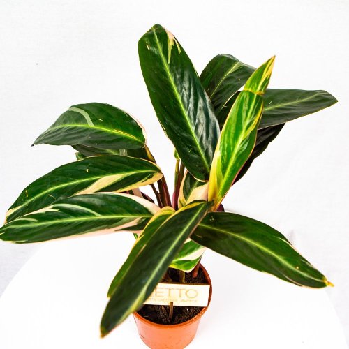 Калатея Триостар Calathea Triostar 50/14