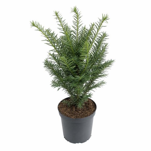 Тис ягодный Довастониана Taxus baccata Dovastoniana с3