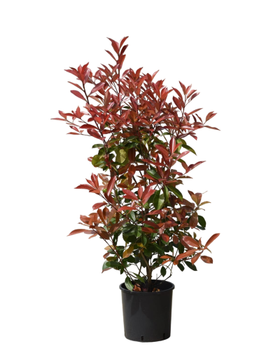 Фотиния пильчатая Red Robin с10 Photinia serrulata