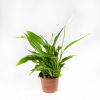 Спатифиллум Spathiphyllum Pearl Cupido 30/9 (Н)