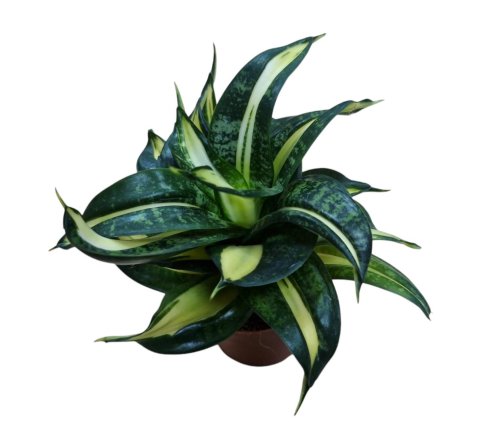 Сансевиерия Sansevieria Spiral Star 15/9 (Н)