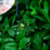 Эсхинантус микс Aeschynanthus mix 30/15