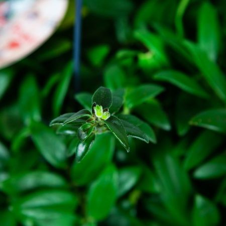 Эсхинантус микс Aeschynanthus mix 30/15