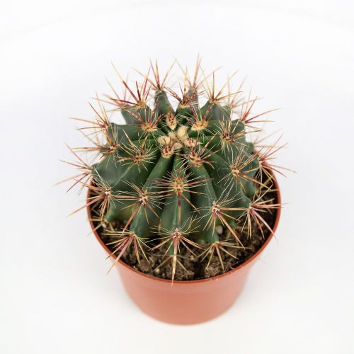 Ферокактус микс Ferocactus mix 15/12 (Н)