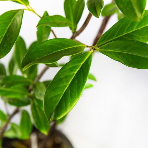 Лавровишня лекарственная Prunus laurocerasus Novita с7 (И)