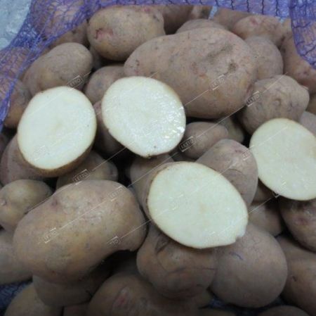 Картофель семенной Аврора Элита, семена весовые сетка 10кг