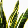 Сансевиерия Лауренти  Sansevieria Laurentii 17/21 (Н)