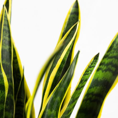 Сансевиерия Лауренти  Sansevieria Laurentii 17/21 (Н)