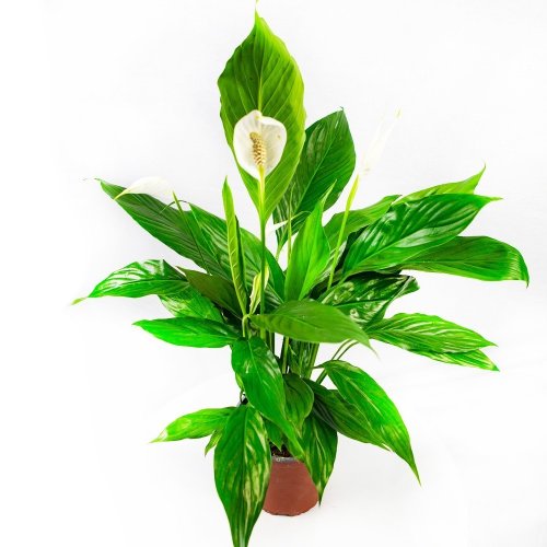Спатифиллум Вивальди Spathiphyllum Vivaldi 2+ 65/17 (Н)