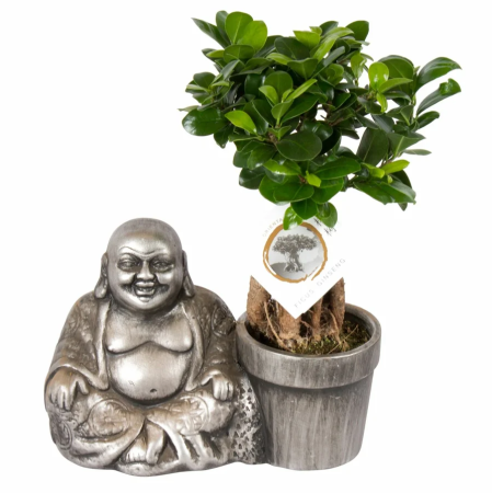 Фикус гинсенг Ficus Ginseng In Silver Buddha 40/16
