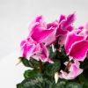 Цикламен микс Cyclamen mix р13