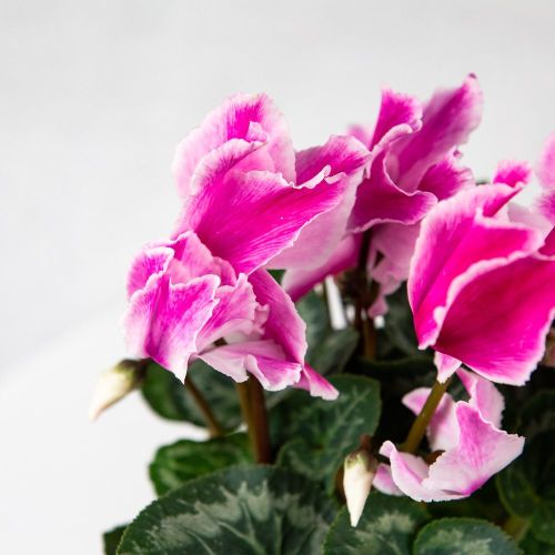 Цикламен микс Cyclamen mix р13