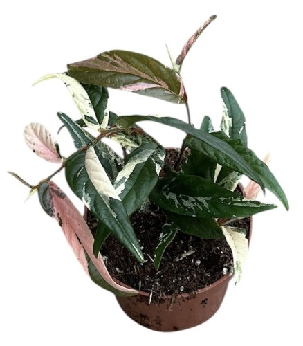 Фикус стреловидный Вариегата пинк Ficus Ficus sagittata Variegata Pink 20/9