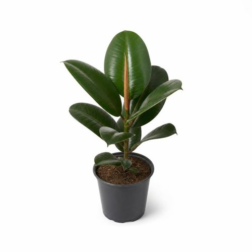 Фикус эластика Ficus elastica d12см