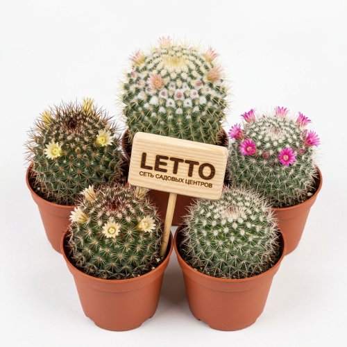 Маммиллярия микс Mammillaria mix 8/5,5